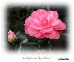 Grafted Camellias