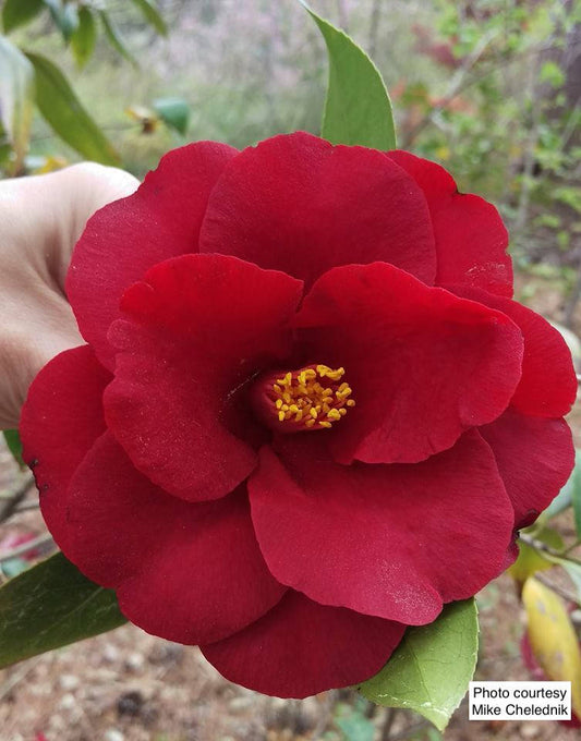 Royal Velvet