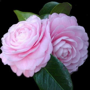 Pink Perfection